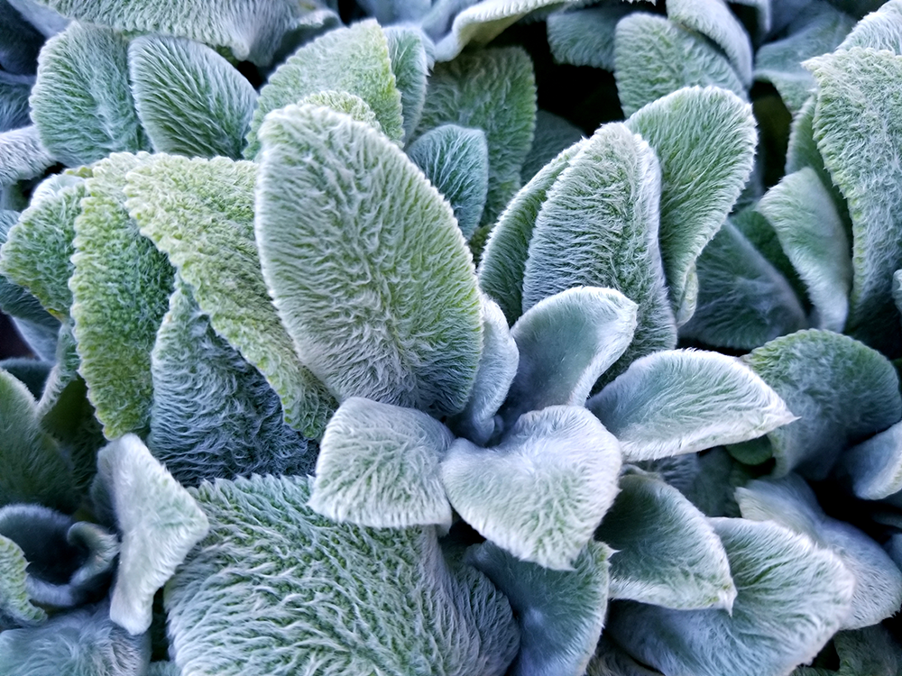 wintery succulent